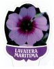 Lavatera Maritima