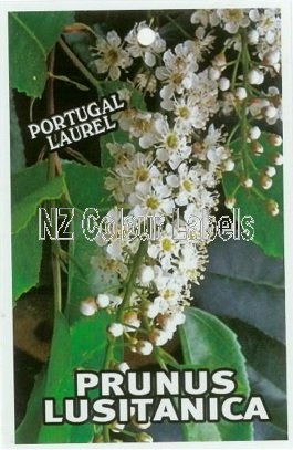 PRUNUS lusitanica - Click Image to Close