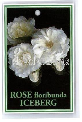 ROSE Floribunda Iceberg - Click Image to Close