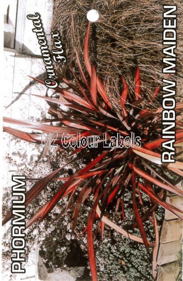 Phormium Rainbow Maiden - Click Image to Close