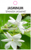 JASMINUM SPANISH JASMINE