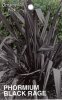 PHORMIUM Black Rage