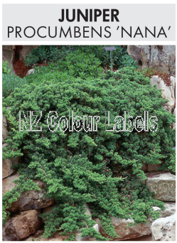 JUNIPERUS procumbens Nana - Click Image to Close