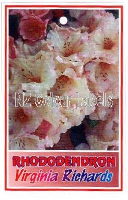 RHODODENDRON Virginia Richards - Click Image to Close