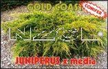 JUNIPERUS pfitzeriana Gold Coast