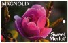 MAGNOLIA 'Sweet Merlot'