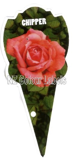 ROSE MINIATURE Chipper - Click Image to Close