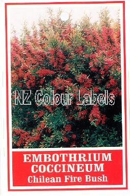 EMTHOTHRIUM coccineum - Click Image to Close