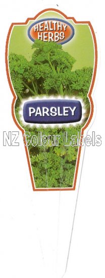 Parsley Curly - Petroselinum Curly Parsley - Click Image to Close