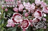 KALMIA latiflora MINUET