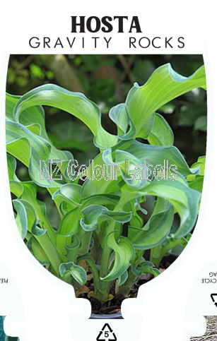 HOSTA GRAVITY ROCKS - Click Image to Close