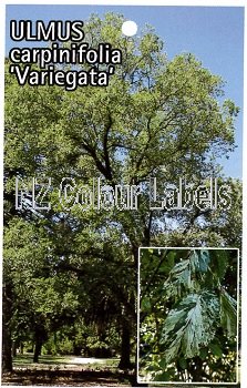 ULMUS carpinifolia Variegata - Click Image to Close