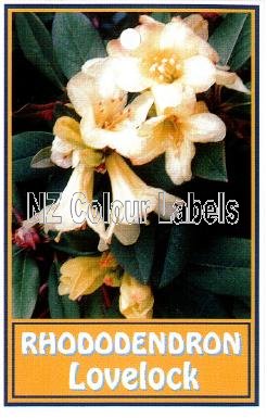 RHODODENDRON Lovelock - Click Image to Close