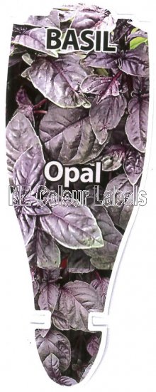 BASIL - Opal Purple - Click Image to Close