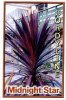 CORDYLINE Midnight Star