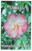 CAMELLIA Paradise Pearl