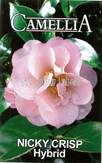 CAMELLIA Nicky Crisp - Click Image to Close