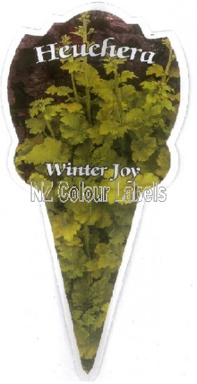 HEUCHERA Winter Joy - Click Image to Close