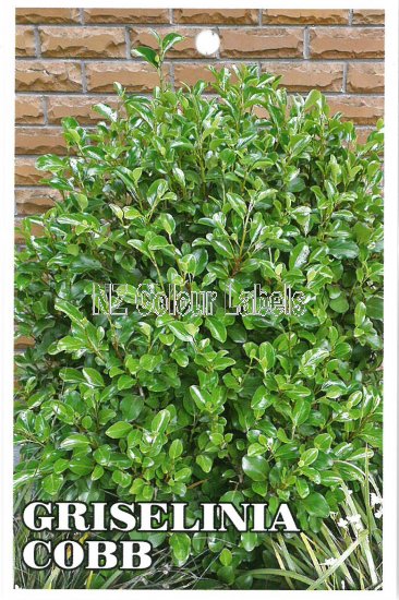 GRISELINIA littoralis COBB - Click Image to Close