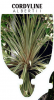 CORDYLINE AUSTRALIS ALBERTII