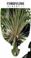 CORDYLINE AUSTRALIS ALBERTII