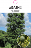 AGATHIS australis [Kauri]