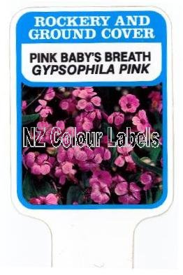 GYPSOPHILA Pink - Click Image to Close