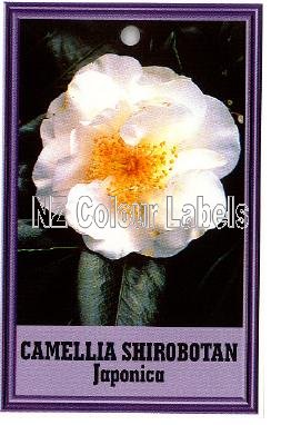 CAMELLIA Shirobotan Japonica - Click Image to Close