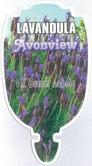 LAVANDULA stoechas AVONVIEW - Click Image to Close