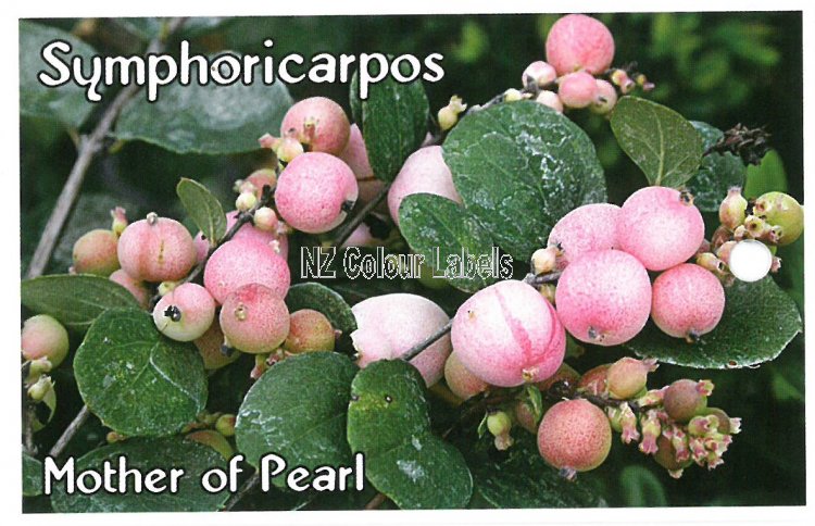 SYMPHORICARPOS Mother of Pearl - Click Image to Close