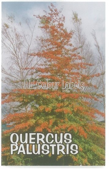 QUERCUS palustris - Click Image to Close