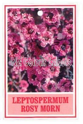 LEPTOSPERMUM Rosy Morn - Click Image to Close