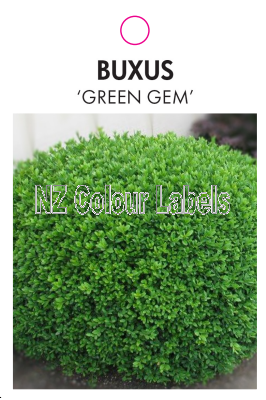 BUXUS Green Gem - Click Image to Close