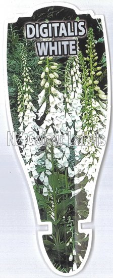 DIGITALIS WHITE (Foxglove) - Click Image to Close