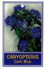 CARYOPTERIS Dark Blue