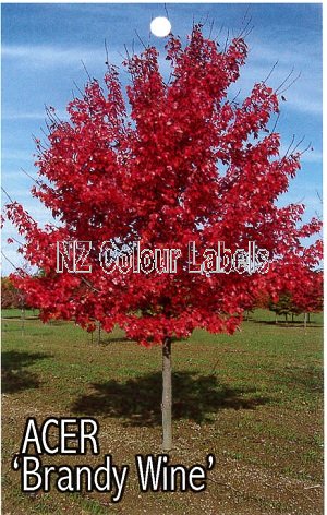 ACER rubrum Brandy Wine - Click Image to Close