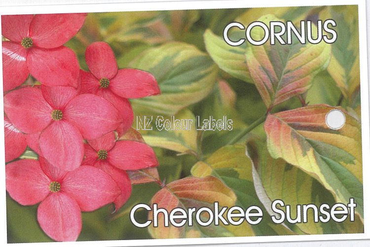 CORNUS florida Cherokee Sunset - Click Image to Close