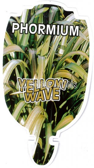 PHORMIUM Yellow Wave - Click Image to Close