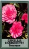 CAMELLIA Chansonette Sasanqua