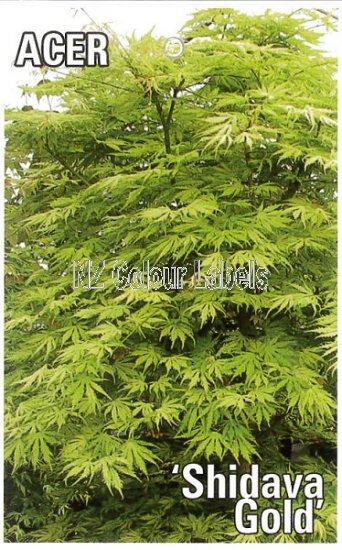 ACER palmatum Shidava Gold - Click Image to Close