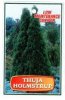 THUJA Holmstrup