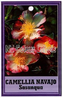 CAMELLIA Navajo Sasanqua - Click Image to Close