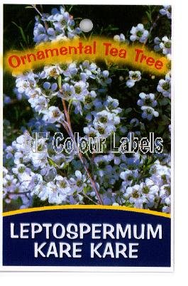 LEPTOSPERMUM Kare Kare - Click Image to Close