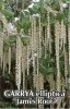 GARRYA elliptica James Roof