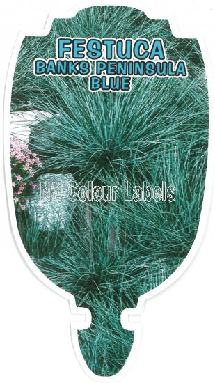 FESTUCA Banks Peninsula Blue - Click Image to Close