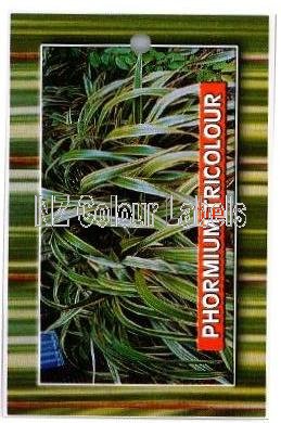 PHORMIUM Tricolour - Click Image to Close