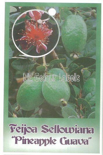 FEIJOA sellowiana - Click Image to Close