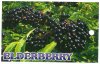 SAMBUCUS - ELDERBERRY