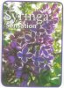 SYRINGA Sensation