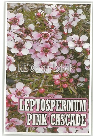 LEPTOSPERMUM Pink Cascade - Click Image to Close